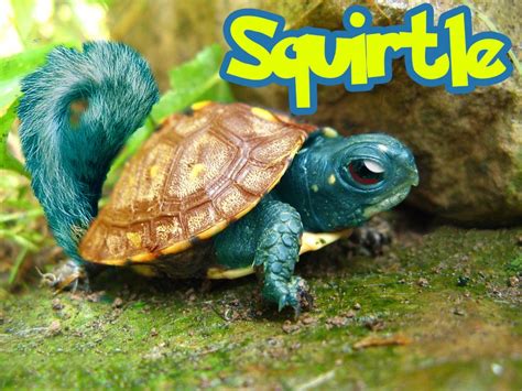 The Real Life Squirtle Found For Me By Cierra Squirtle