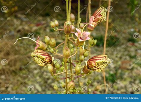 Flower Of Sausage Tree Or Kigelia Africana Stock Photo Image Of