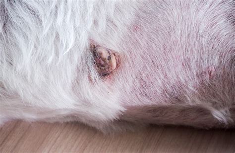 Dog Skin Cancer Types Signs And Treatment Great Pet Care