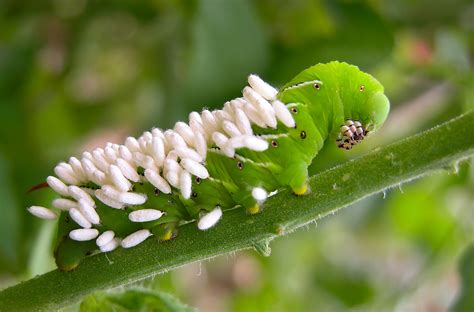 Tomato Hornworm With Wasp Eggs Stock Photo Image My Xxx Hot Girl