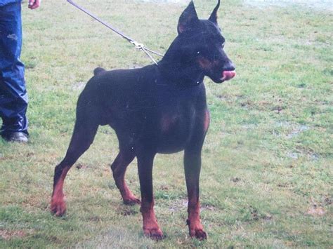 Doberman Pinscher Pedigree Database