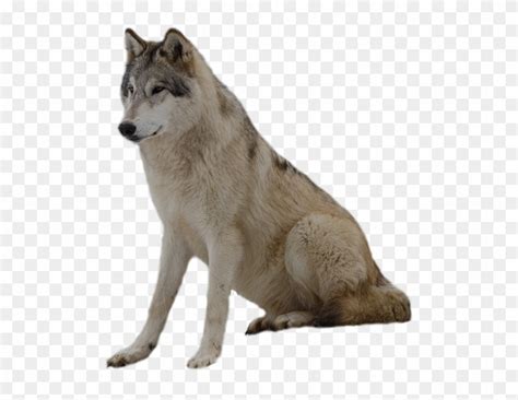 Wolf Png Clip Art Wolf With Transparent Background Free Transparent
