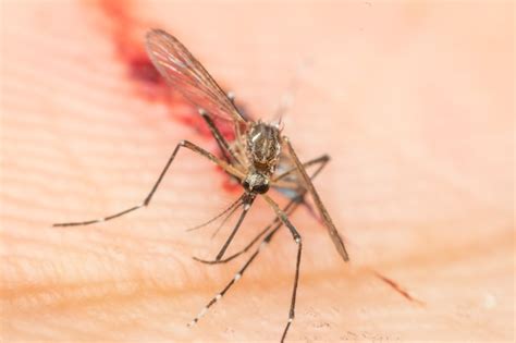 Premium Photo Macro Of Smashed Mosquito Aedes Aegypti Sucking Blood