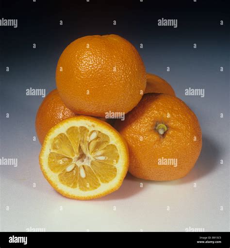 Seville Orange Citrus Aurantium Hi Res Stock Photography And Images Alamy