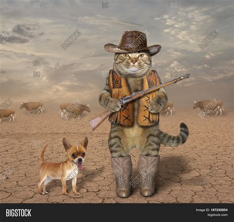 Cat Cowboy Real Rifle Image And Photo Free Trial Bigstock