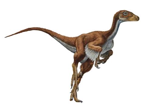 Image Dromaeosaurus Raul Martin Dinopedia