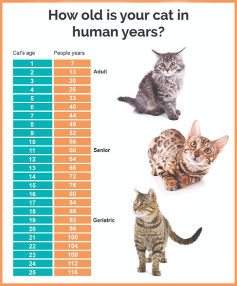 Kitten Development Kitten Age Chart