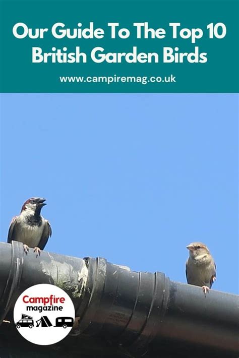 Our Guide To The Top 10 British Garden Birds Campfire Magazine