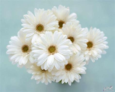 ازهار جميلة صور ورود زهور جميله ذو الالوان الخلابه ورود بالصور زهرات وورود طبيعية حسناء