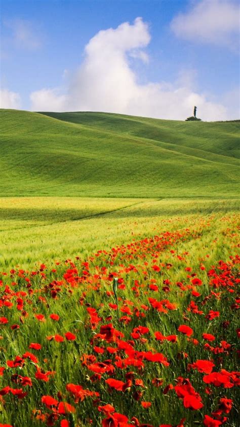 Green Scenery And Red Flowers Scenery Green Scenery