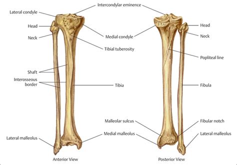 Tibial Anatomy Anatomical Charts And Posters