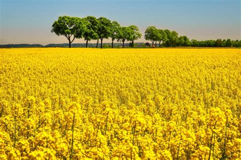 1364029 Rapeseed 4k Yellow Flower Rare Gallery Hd Wallpapers