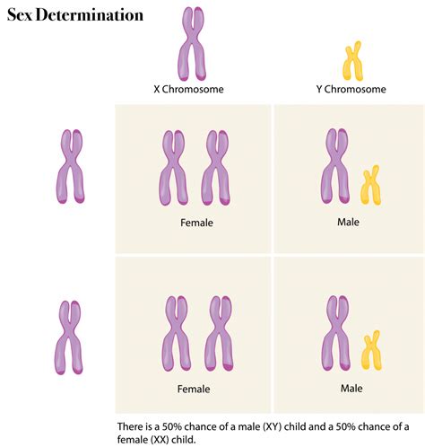 X Y Chromosomes
