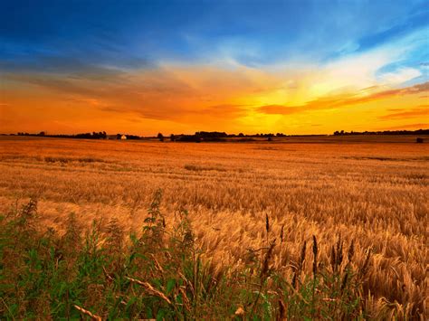Download Country Wheat Field Sunset Wallpaper