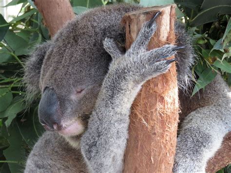 Australia, Koala Sleeping Australia Tree Animal Natur #australia, #koala, #sleeping, #australia ...