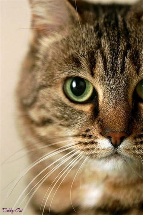 Brown Tabby Cat Orange Tabby Cat With Green Eyes Grey Brown Tabby Cat