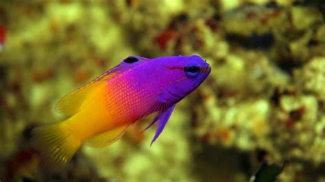 6 Of The Cool Colorful Animals Fish Pet Marine Fish
