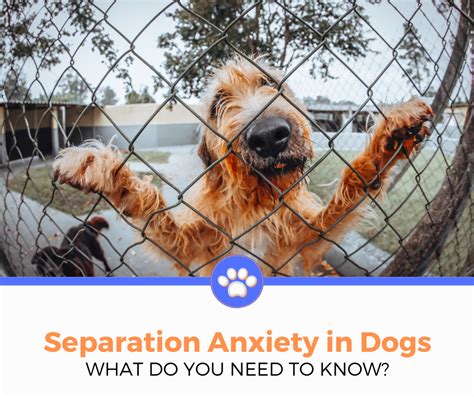 How To Help With Separation Anxiety In Dogs Best Dog Digest