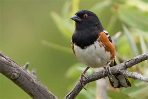 Spotted Towhee Nature Collective