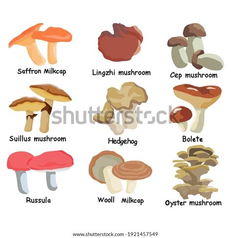 Set Assorted Edible Mushrooms Toadstools Names Stock Vector Royalty