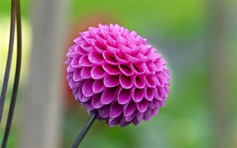 Flower Photos Most Beautiful Flowers In The World Dahlia