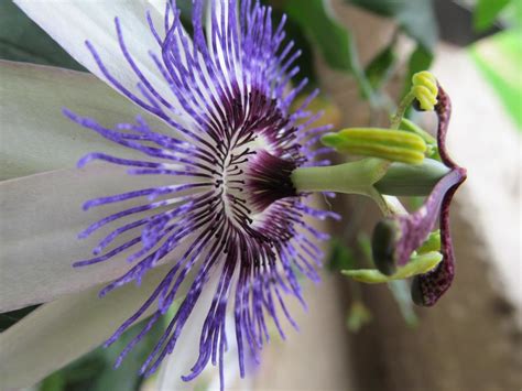 Passion Flower Wallpapers Hd For Desktop Backgrounds