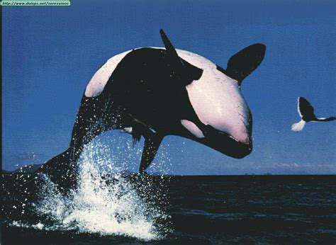 Fotos De Ballenas Y Orcas I