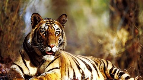 Tiger Autumn Hd Animals 4k Wallpapers Images