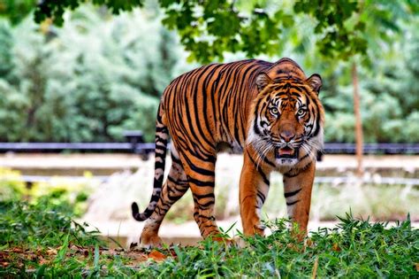 Bali is indonesia's largest and most popular tourist destination and continues to attract thousands of tourists each year with its highly developed art, culture and leisure scenes. Five Endangered Animals in Bali & Indonesia - Bali Safari Marine Park