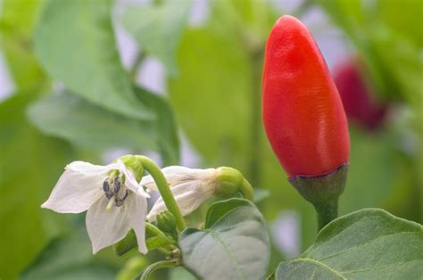 Best Fertilizer For Peppers How And When To Fertilize Pepper Plants Pepper Joe’s