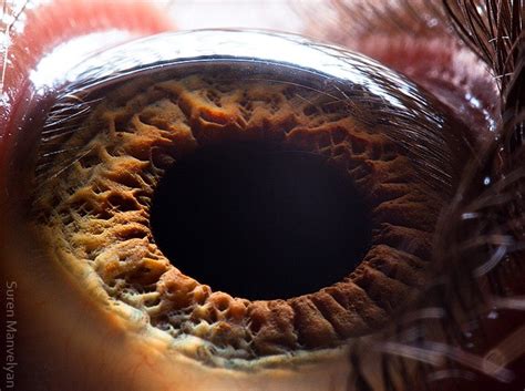 Check Out These Stunning Close Up Photos Of The Human Eye Eye Close