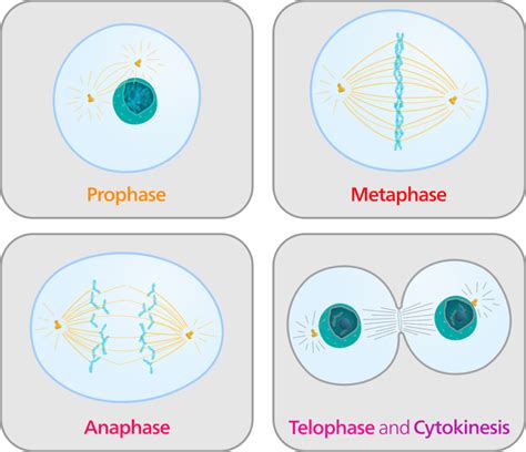 Cytokinesis occurs somewhat differently in plant and animal cells, as shown in figure below. Mitosis and Cytokinesis ( Read ) | Biology | CK-12 Foundation