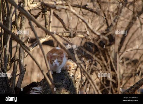Feral Kitty Hi Res Stock Photography And Images Alamy
