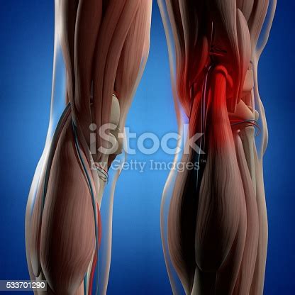 The smooth muscle tissue that forms organs like the stomach and bladder changes. Human Anatomy Back Of Legs Calf Muscles Knees 3d ...