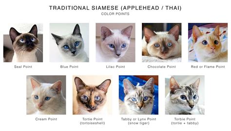 See all burmese cat characteristics below! Traditional Siamese (Applehead / Thai) Color Points Chart ...