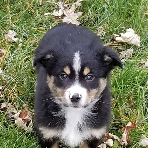 The lady we bought her from promised she would be registered. Puppies for sale - Miniature Australian Shepherd, Miniature Australian Shepherds (Mini Aussies ...