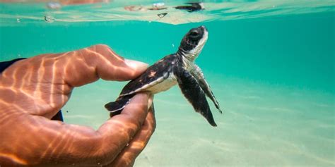 Sea Turtle Nesting Season In Cabos Plan A Fall Trip To Cabo