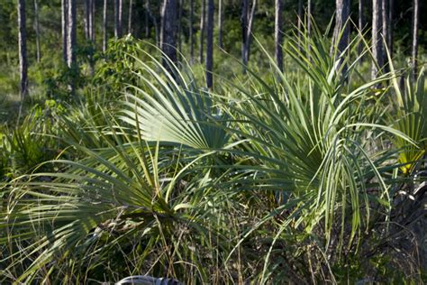 Palmettos And Pines Clippix Etc Educational Photos For Students And