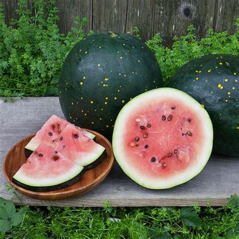 Watermelon Moon And Stars Seedling Urban Roots