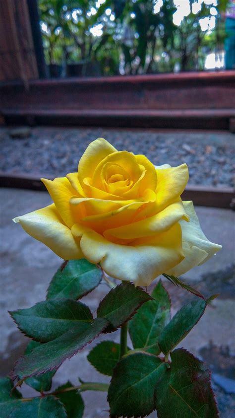 Bunga Mawar Mawar Kuning Flower And Natures Mawar Kuning Gambar