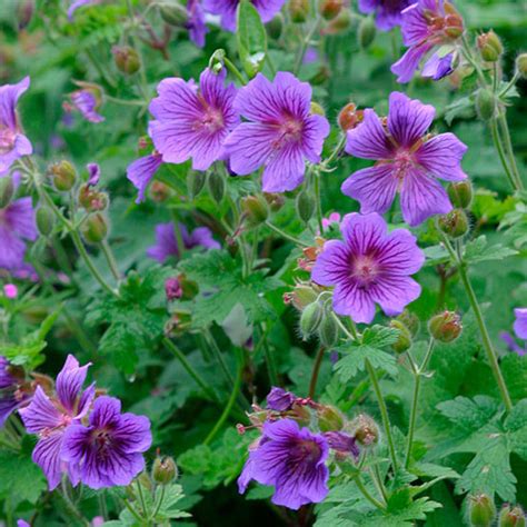 Wild geranium, located in los gatos, california, is at loma alta avenue 244. Geranium - FineGardening