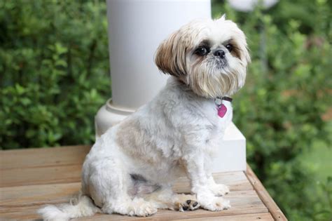 The Shorkie Shih Tzu Yorkie Mix An Owners Guide Animal Corner