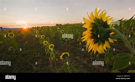 Sunflower Field Helianthus Annuus In The Early Morning With The