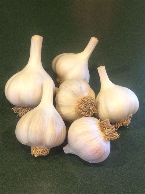Five Garlic Bulbs On A Green Counter Top