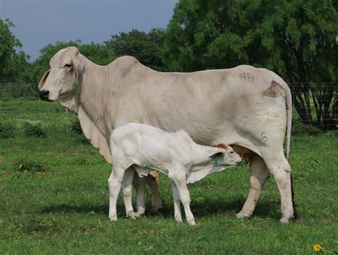 Follow us on google+ or twitter. Lot 2 - Miss Double A 257/5 Brahman Bull Calf Pair ...
