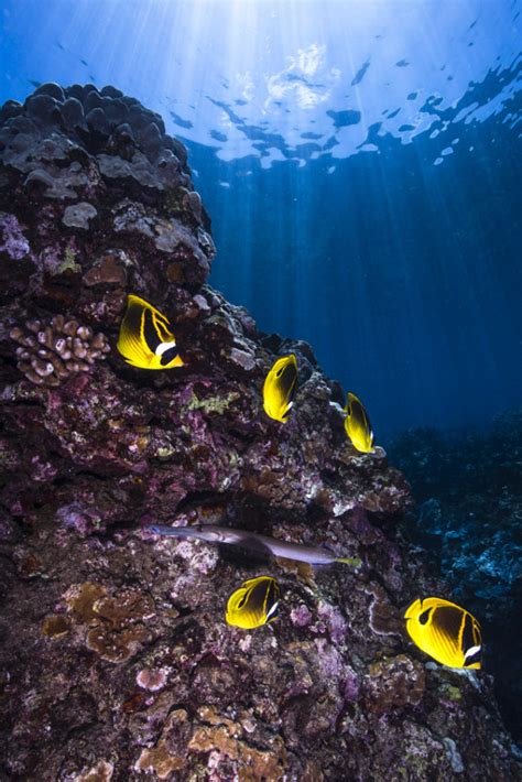Maui Nui Coral Reef Alliance