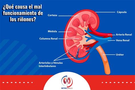 QUÉ FUNCIÓN TIENEN LOS RIÑONES Nefroconsult