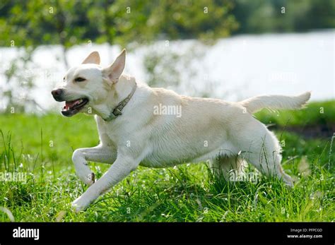 A Dog Running Through Grass Side View Stock Photo Alamy