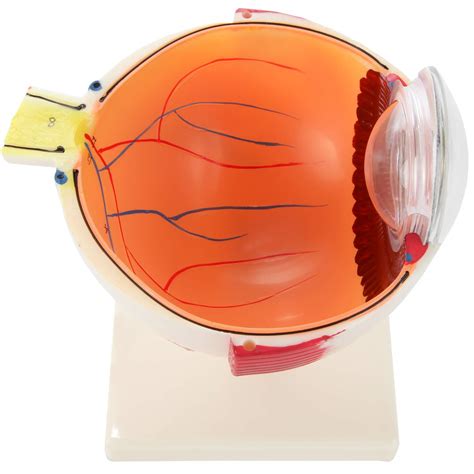 Buy Axis Scientific 5x Enlarged Human Eye Model Eyeball Anatomy Multi