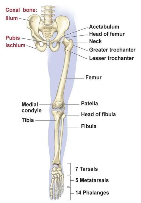 Lower Limb Bones Muscles Joints And Nerves How To Relief Anatomy